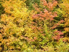 Laurentides, Canada.Foto A.A.Bispo©