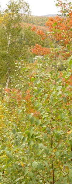 Laurentides, Canada.Foto A.A.Bispo©