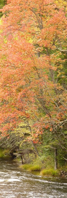 Laurentides, Canada.Foto A.A.Bispo©