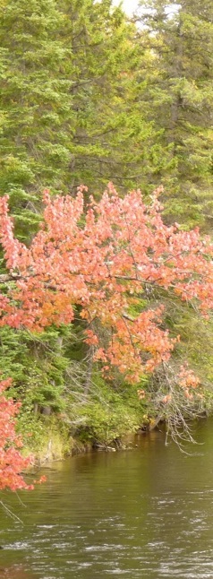 Laurentides, Canada.Foto A.A.Bispo©