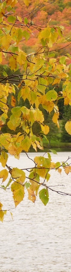 Laurentides, Canada.Foto A.A.Bispo©