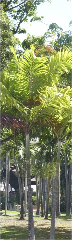 Place des Cocotiers. Nouméa.Fotos A.A.Bispo©