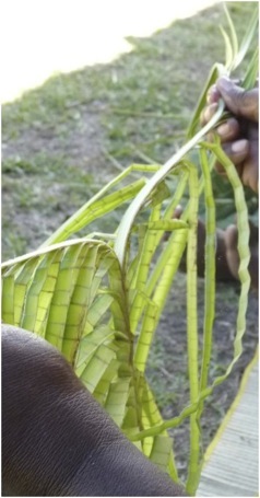 Vegetais da Melanésia. Foto A.A.Bispo©