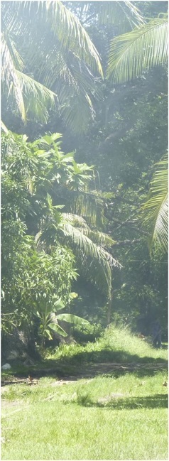 Fiji. Foto A.A.Bispo©