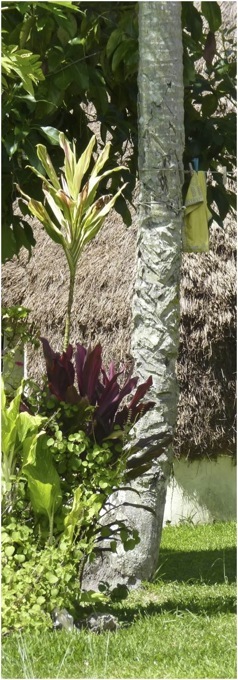 Nova Caledonia. Foto A.A.Bispo©